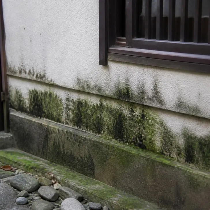 北面の外壁に生えたコケ(イメージ)
